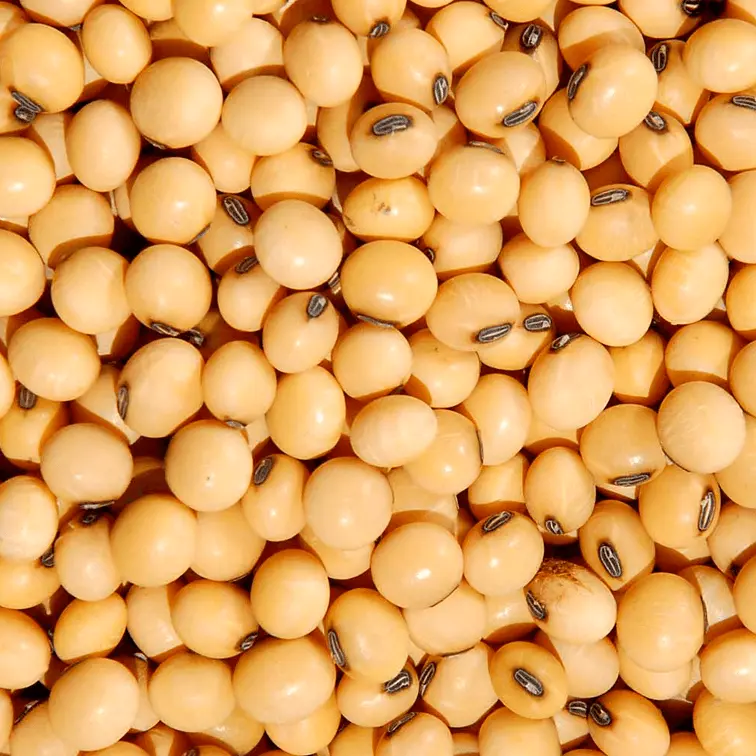  Palmitoiletanolamida